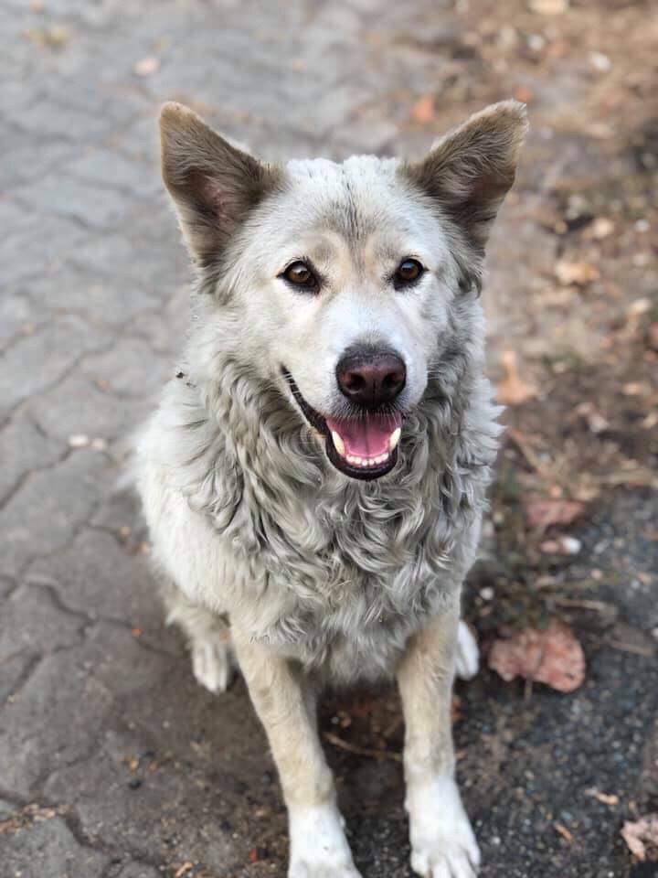 dog