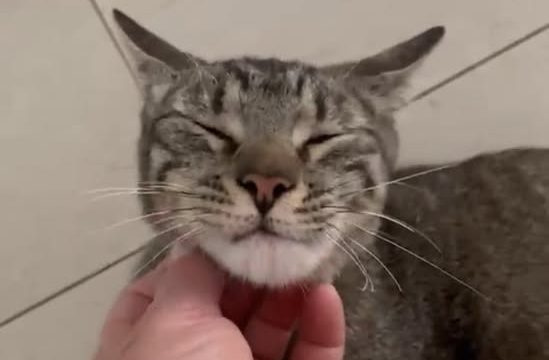 gattigr2