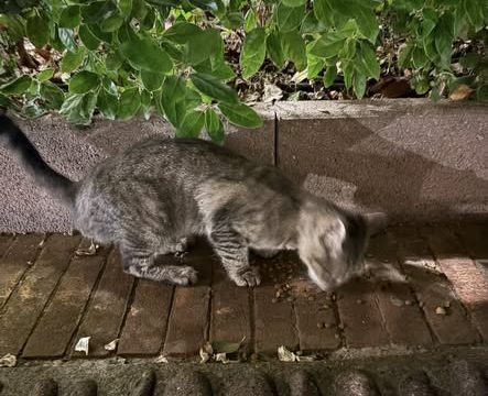 gattigr3