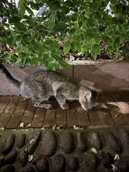 Gatto tigrato
