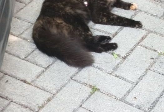 gattopelo