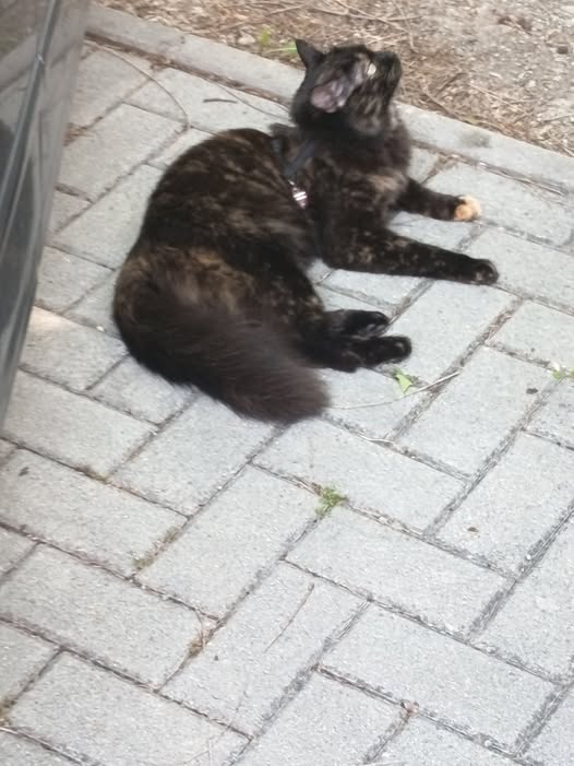 Gatto con targhetta