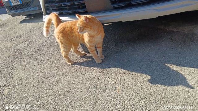 gattorosso