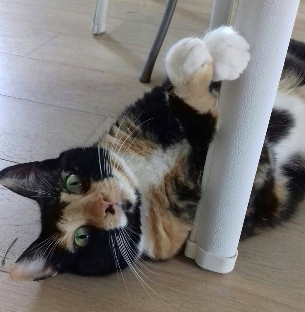 Lia