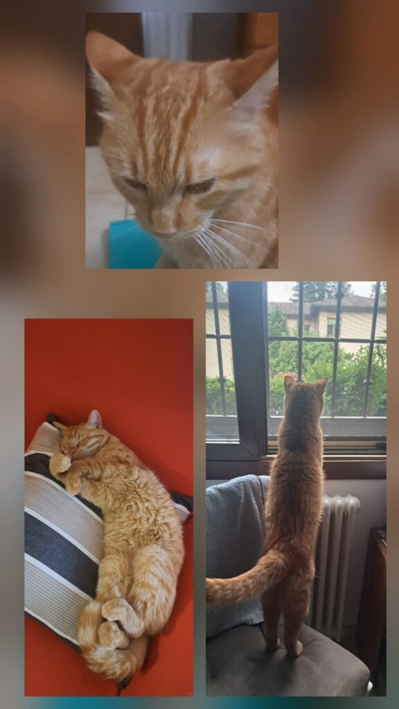Gatto Tigrato Rosso