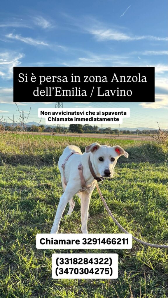Cagnolina Taglia Media