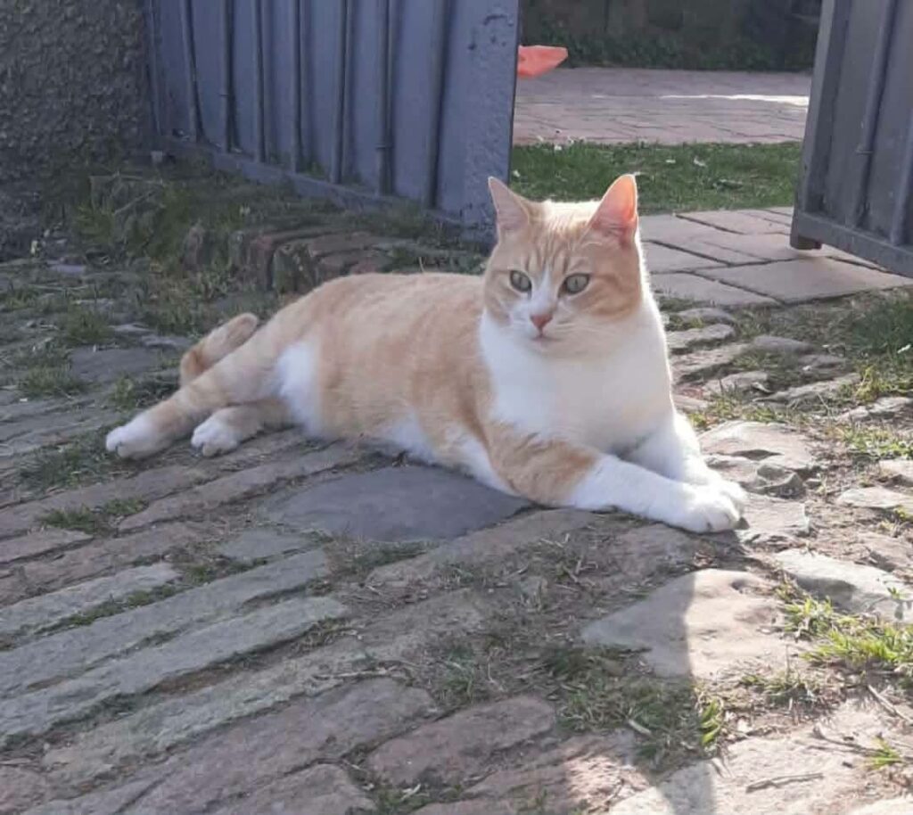 Leo