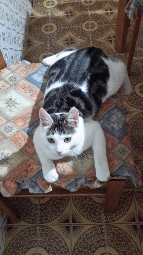 Marcello