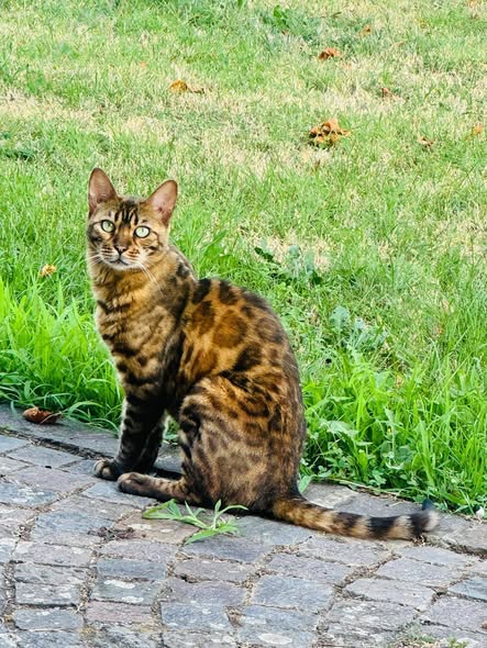 Gatto Bengala